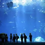 sea_zoo